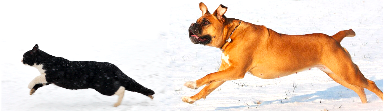 A simple scene that elicits syntactic alternations. Cat and dog both from Wikimedia Commons. https://commons.wikimedia.org/wiki/File:Running_Cat_01.JPG and https://commons.wikimedia.org/wiki/File:Gleich_hab_ich%27s!_(6865180445).jpg]